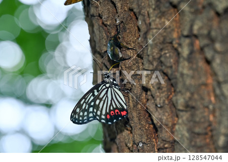 アカボシゴマダラ アカボシゴマダラ 128547044