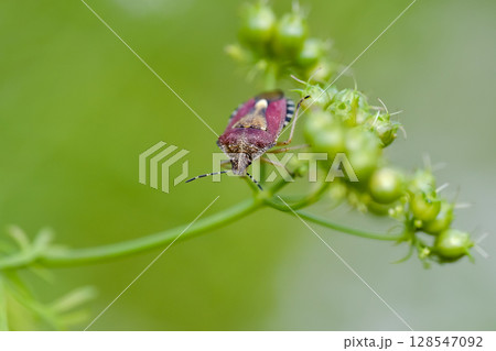 ブチヒゲカメムシ 128547092