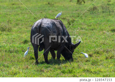 Buffalos in Lake Nakuru National park Buffalos in Lake Nakuru National park 128547153