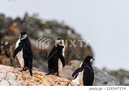 Shinstrap Penguins in the snow Shinstrap Penguins in the snow 128547154