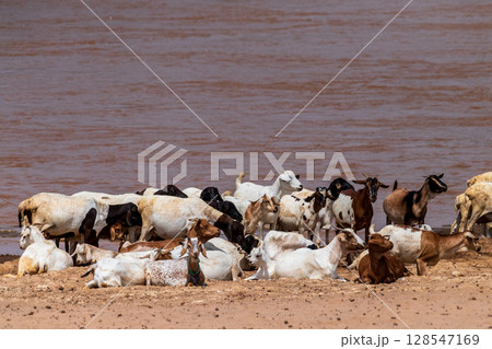 Cattle Drinking along the Ewaso Ngiro River Cattle Drinking along the Ewaso Ngiro River 128547169