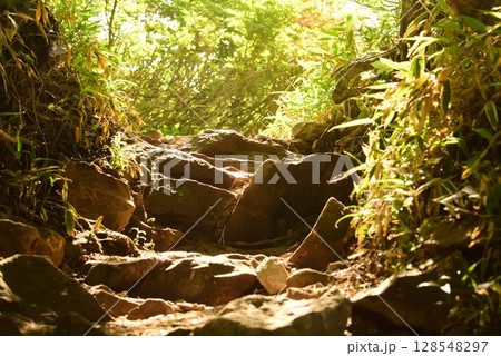 群馬 木漏れ日が差し込む山の中の風景 群馬 木漏れ日が差し込む山の中の風景 128548297