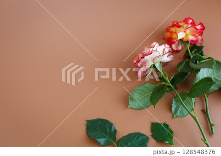 two bright roses on a pastel brown background 128548376