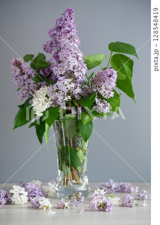 A branch of beautiful white and lilac lilacs in a vase on a gray background A branch of beautiful white and lilac lilacs in a vase on a gray background 128548419