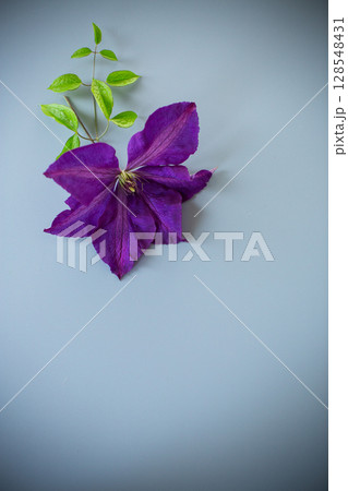 Close-up of purple clematis on light background Close-up of purple clematis on light background 128548431