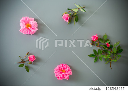 Blooming rose buds with green foliage on a gray background 128548435