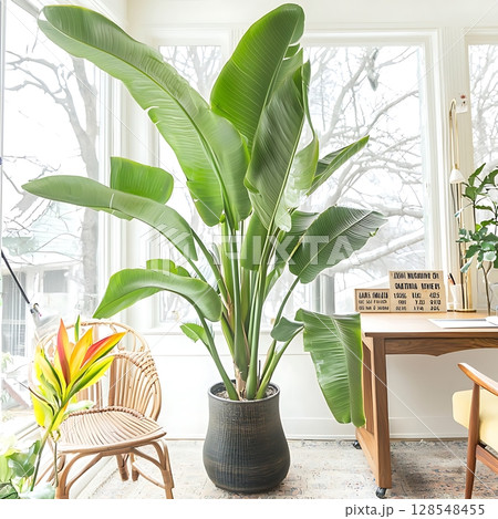 A large plant with a sign that says "Tropical Gardens" on it 128548455