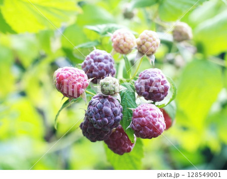 Branch with purple raspberries, lat. Rubus hybridus Glen Coe in the garden Branch with purple raspberries, lat. Rubus hybridus Glen Coe in the garden 128549001