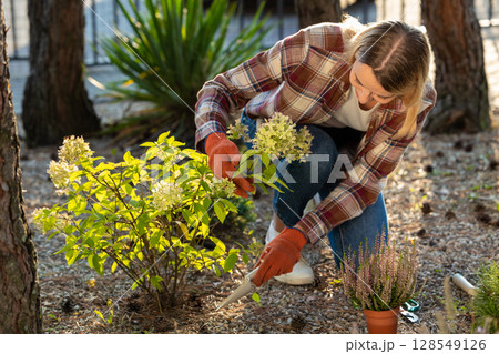 Woman in plaid shirt looking busy while planting yellow flowers in the garden 128549126