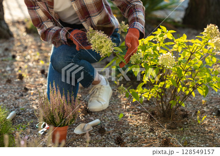 Close up picture of a woman planting flowers in the garden Close up picture of a woman planting flowers in the garden 128549157