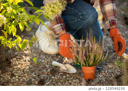Close up picture of a woman planting flowers in the garden Close up picture of a woman planting flowers in the garden 128549230