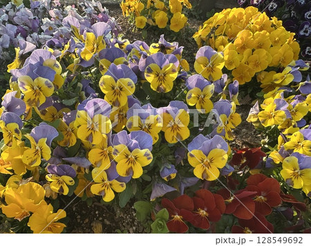 カラフルなパンジー 128549692