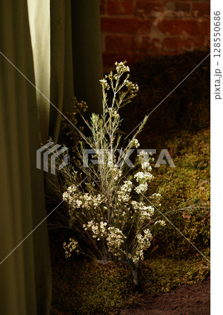 Small white wildflowers with green curtain and brick wall background Small white wildflowers with green curtain and brick wall background 128550686
