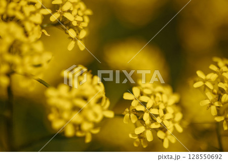 Close-up of yellow wildflowers blooming in field with soft focus and dark green background 128550692