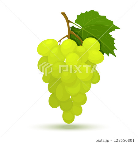Bunch of yellow or green grapes with vine leaves. Vector flat design illustration isolated on white background, minimal style, raw fresh fruits 128550801