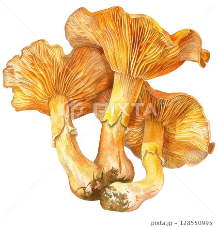 Watercolor painting of wild chanterelle cluster with vibrant yellow hues, clean white background. Foraging or autumn harvest illustration with organic textures 128550995