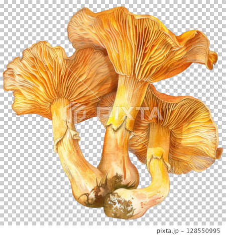 Watercolor painting of wild chanterelle cluster with vibrant yellow hues, clean white background. Foraging or autumn harvest illustration with organic textures 128550995