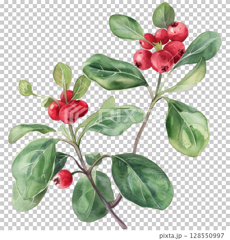 Watercolor painting of fresh lingonberries on branch with green foliage, clean white background. Autumn harvest wild berry illustration with organic shapes Watercolor painting of fresh lingonberries on branch with green foliage, clean white background. Autumn harvest wild berry illustration with organic shapes 128550997