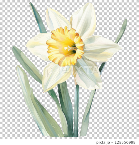 Graceful daffodil flowers with watercolor texture and visible brushstrokes, white isolated background. Wedding or Easter floral design element 128550999