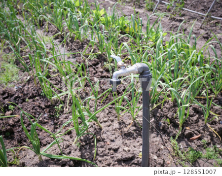 Irrigation tap in vegetable garden field Irrigation tap in vegetable garden field 128551007