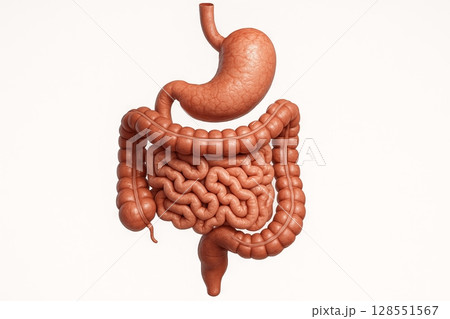 Anatomical illustration of human digestive tract showing stomach and intestines. concept of medical education, human biology, gastrointestinal system, white background 128551567