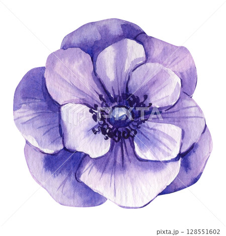 Purple anemone flower watercolor clipart with soft petals and detailed center for floral wedding decor and spring design 128551602