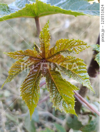 castor oil plant new leaves 128551624