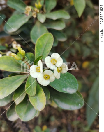 Crown of Thorns white flowers 128551625