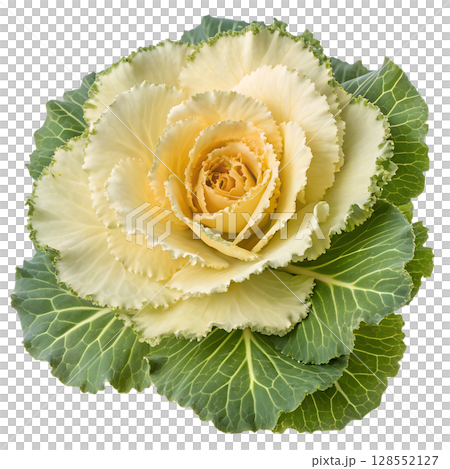 Close-up of brassica oleracea flower head, edible wild cabbage blossom with detailed petals Close-up of brassica oleracea flower head, edible wild cabbage blossom with detailed petals 128552127