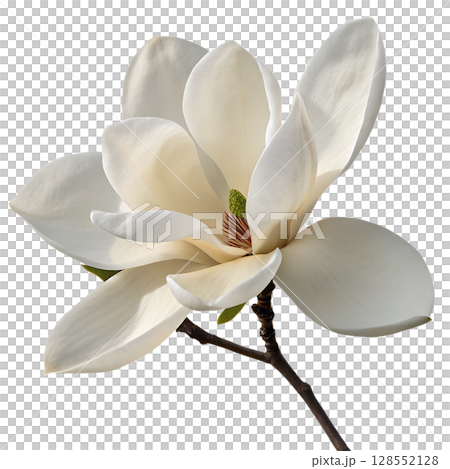 Single magnolia flower isolated, elegant white blossom with lush petals and natural texture Single magnolia flower isolated, elegant white blossom with lush petals and natural texture 128552128