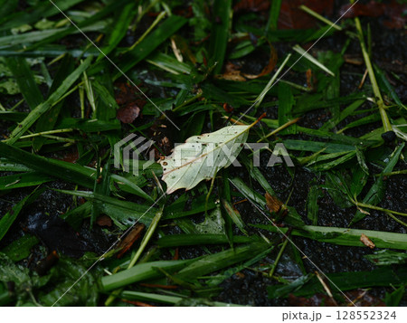 雨上がりの緑と落ち葉 自然のテクスチャ背景素材 雨上がりの緑と落ち葉 自然のテクスチャ背景素材 128552324