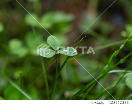 緑の葉の上のしずくの輝くマクロ写真 128552328