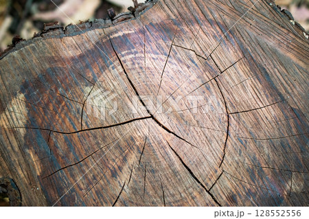 Close up of tree stump. Abstract background and texture for design. Close up of tree stump. Abstract background and texture for design. 128552556