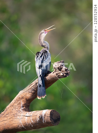 Anhinga perched on tree branch in Pantanal, Brazil 128552914