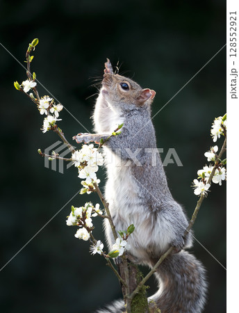 Grey squirrel standing on a blossoming tree branch in spring Grey squirrel standing on a blossoming tree branch in spring 128552921