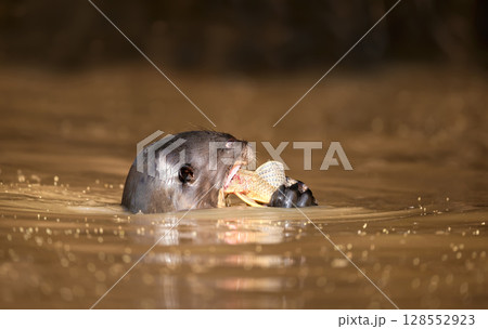 Giant otter eating fish in a river, Pantanal, Brazil Giant otter eating fish in a river, Pantanal, Brazil 128552923