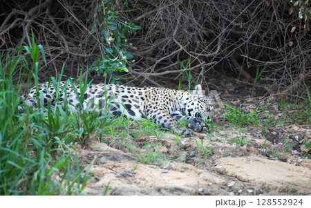 Close-up of a jaguar sleeping on a river bank, Pantanal, Brazil Close-up of a jaguar sleeping on a river bank, Pantanal, Brazil 128552924