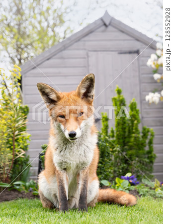 Red fox sitting on green grass in a garden 128552928