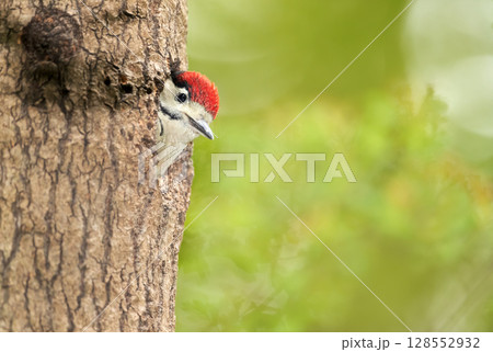 Great spotted woodpecker chick sitting in a tree hole in spring 128552932