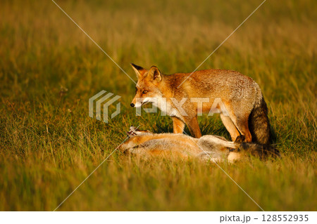 Two cute red fox cubs playing in a meadow Two cute red fox cubs playing in a meadow 128552935