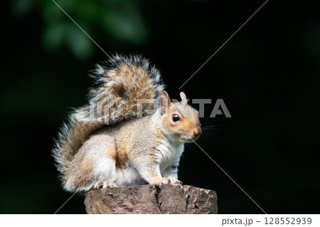 Grey squirrel standing on a tree stump Grey squirrel standing on a tree stump 128552939