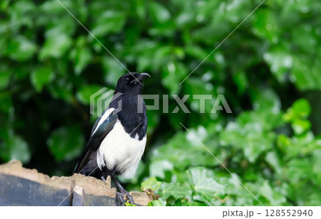 Eurasian Magpie perched on a garden fence Eurasian Magpie perched on a garden fence 128552940