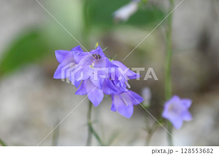 イトシャジン　Harebell 128553682