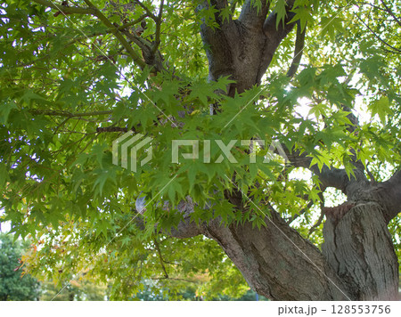 新緑のモミジと差し込む光 128553756