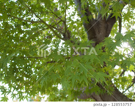 新緑のモミジを見上げる 新緑のモミジを見上げる 128553757