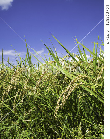 たわわに実る稲穂 たわわに実る稲穂 128553758