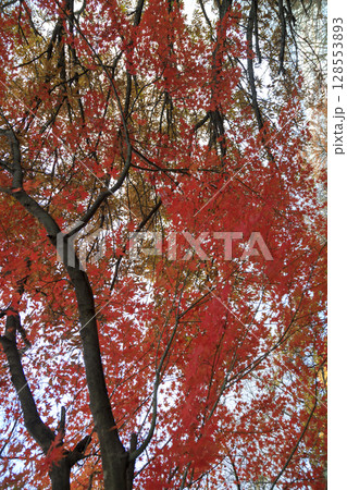 広島県三原市筆影山展望台へ道の紅葉 128553893