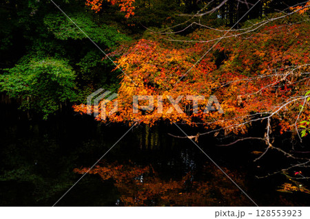 【紅葉素材】曇りの日の柔らかな光の下の雲場池の紅葉【長野県】 128553923