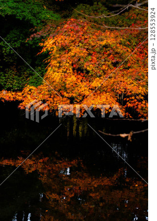 【紅葉素材】曇りの日の柔らかな光の下の雲場池の紅葉【長野県】 128553924