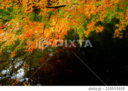 【紅葉素材】曇りの日の柔らかな光の下の雲場池の紅葉【長野県】 【紅葉素材】曇りの日の柔らかな光の下の雲場池の紅葉【長野県】 128553926